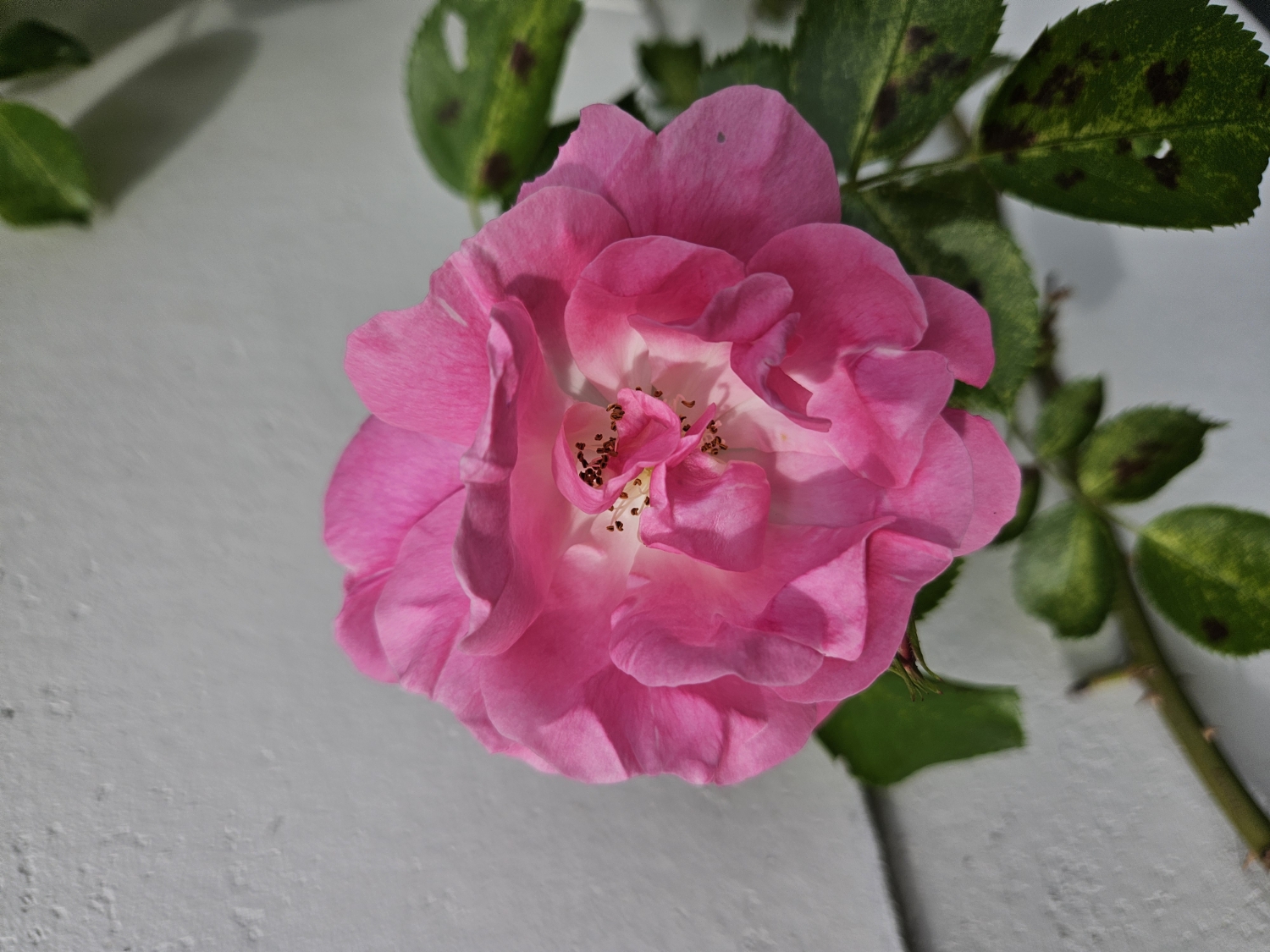 Shamansk wombhealing