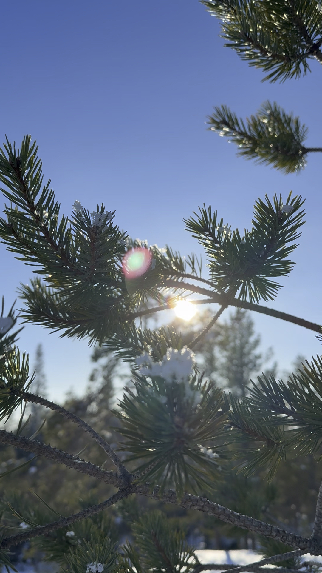 Life force activation - sluten grupp Luleå