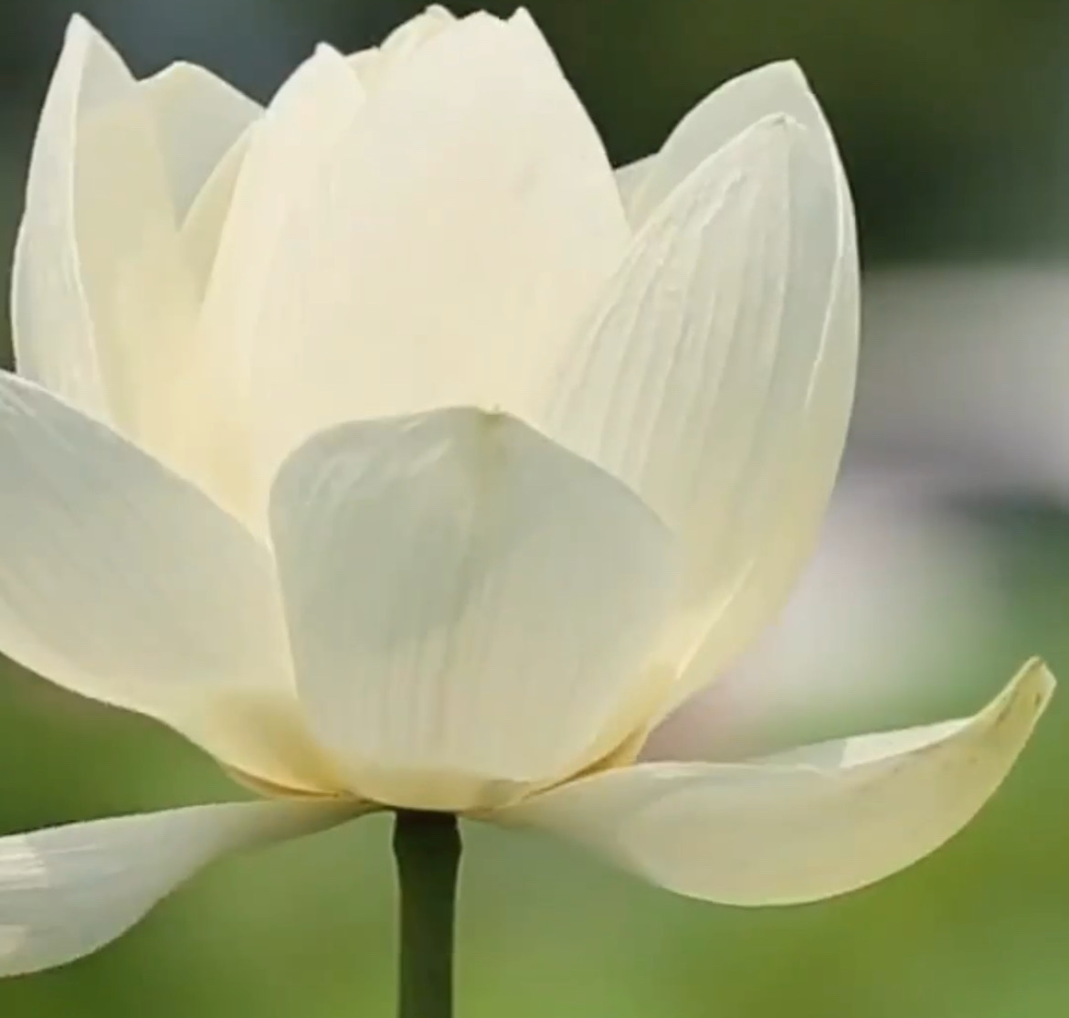 SEA | Source Energy Activation | Your Life Force | Sandviken