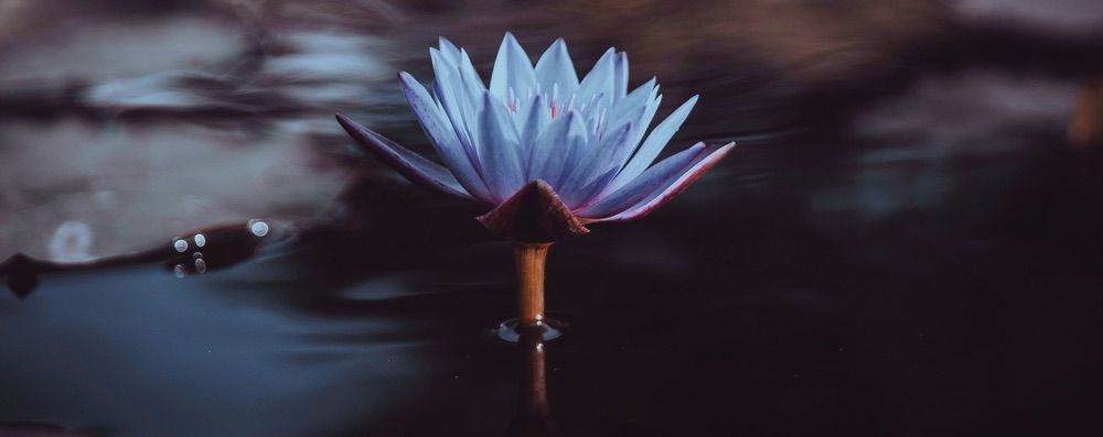 Blå Lotus & Breathwork | PRIVATE | Group session