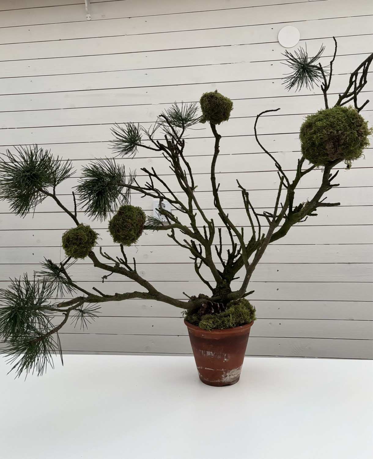 Skapa ”träd” med mossbollar