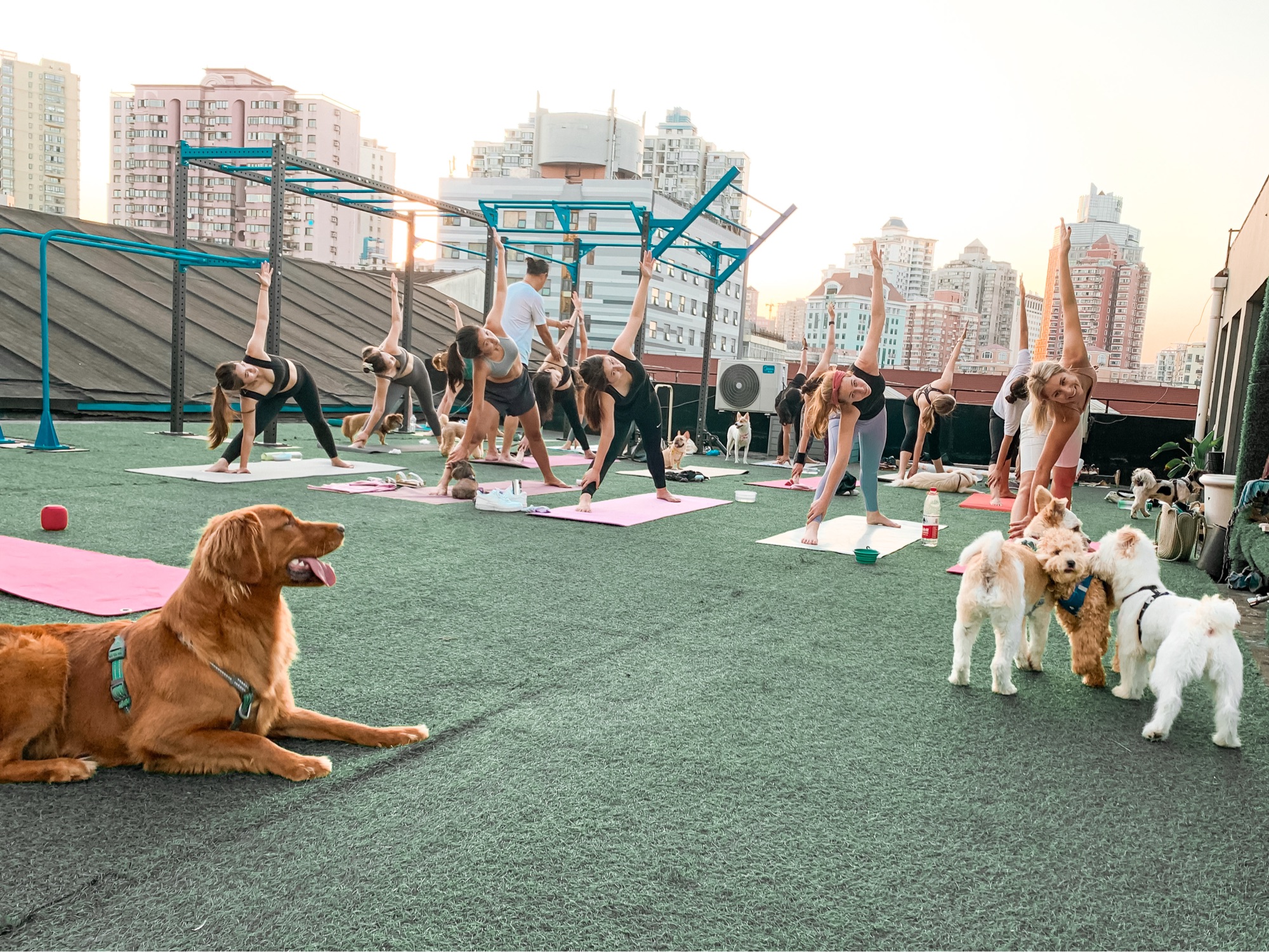 LOMI DOGA - Yoga with your Dog 🐶