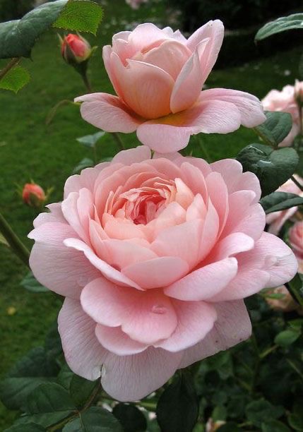 Rosens alkemi- helande inre resa