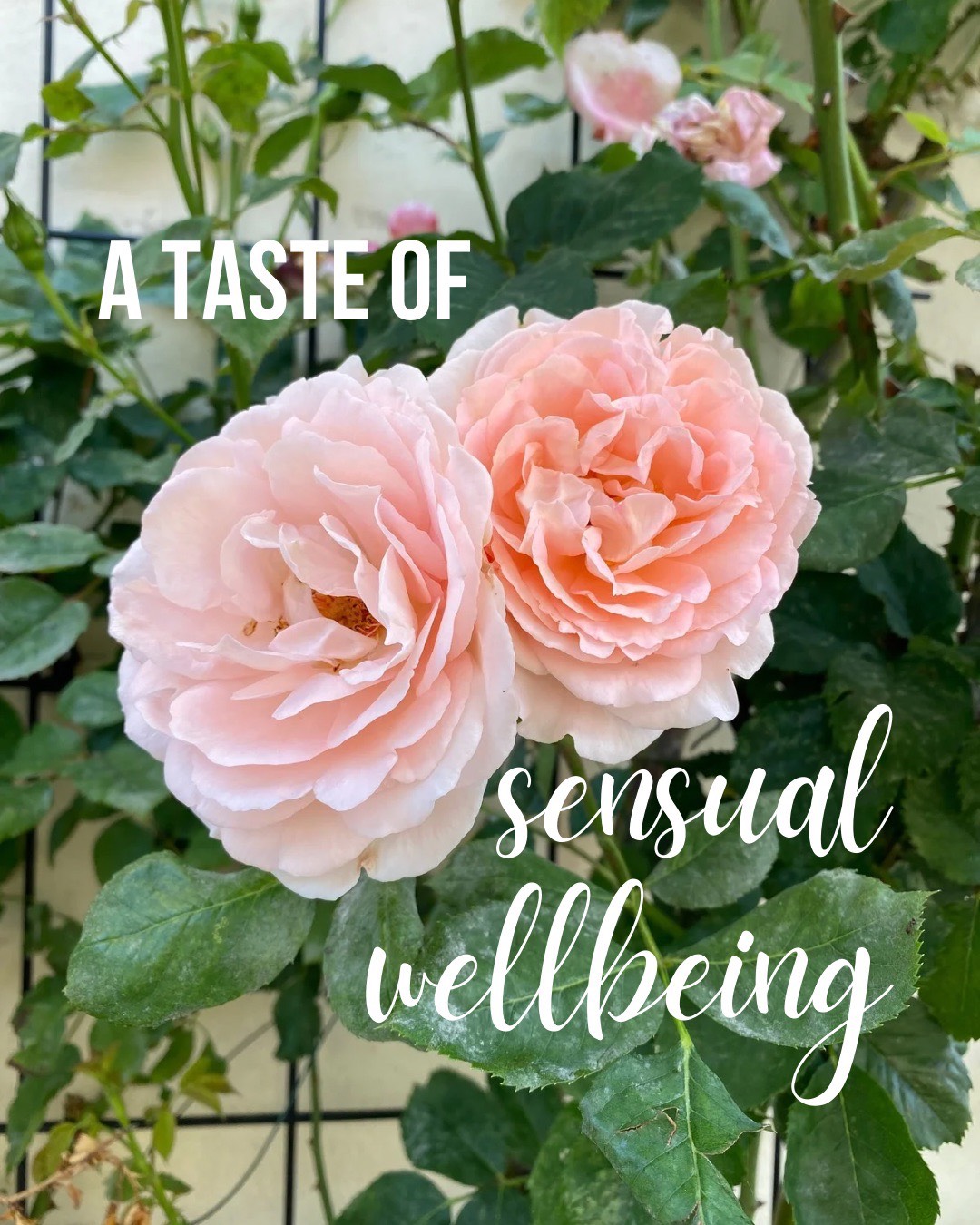 A taste of Sensual Wellbeing