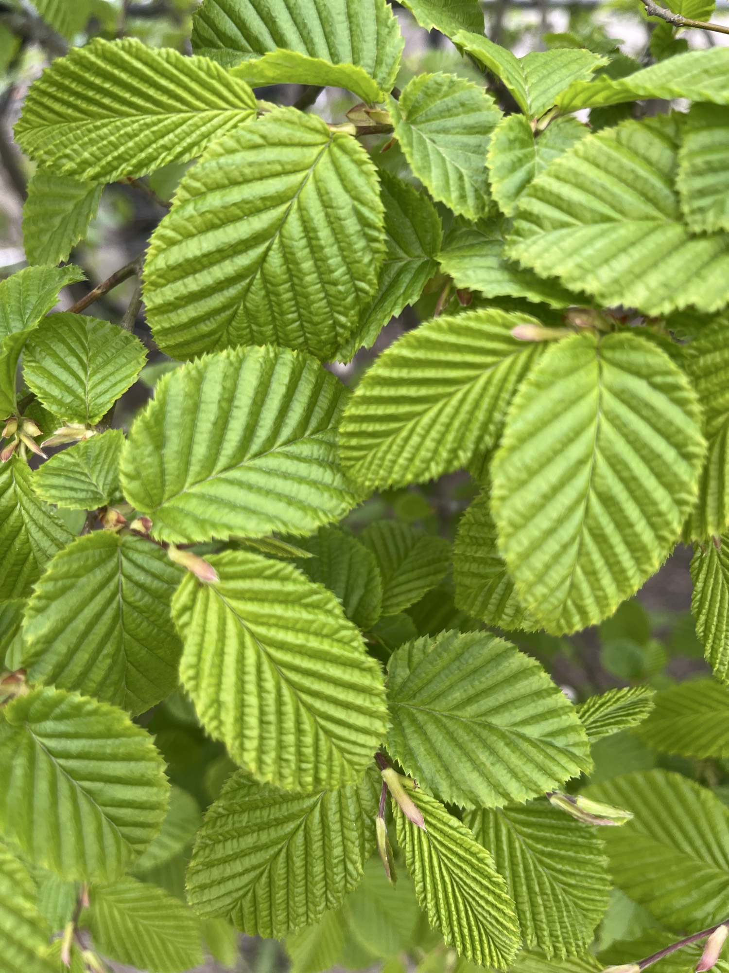 Life force activation (LFA)