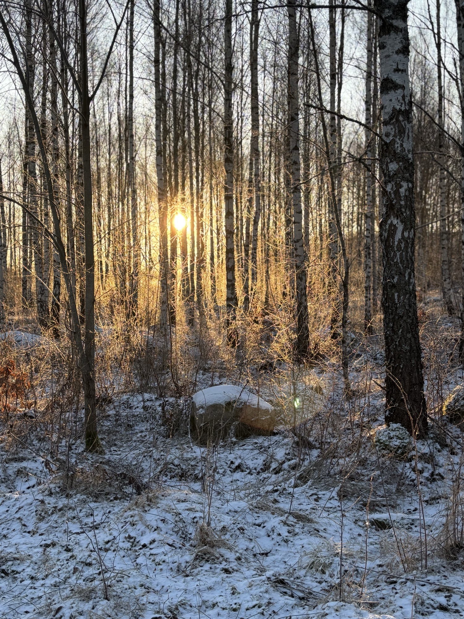 Skogsbad genom Årstiderna