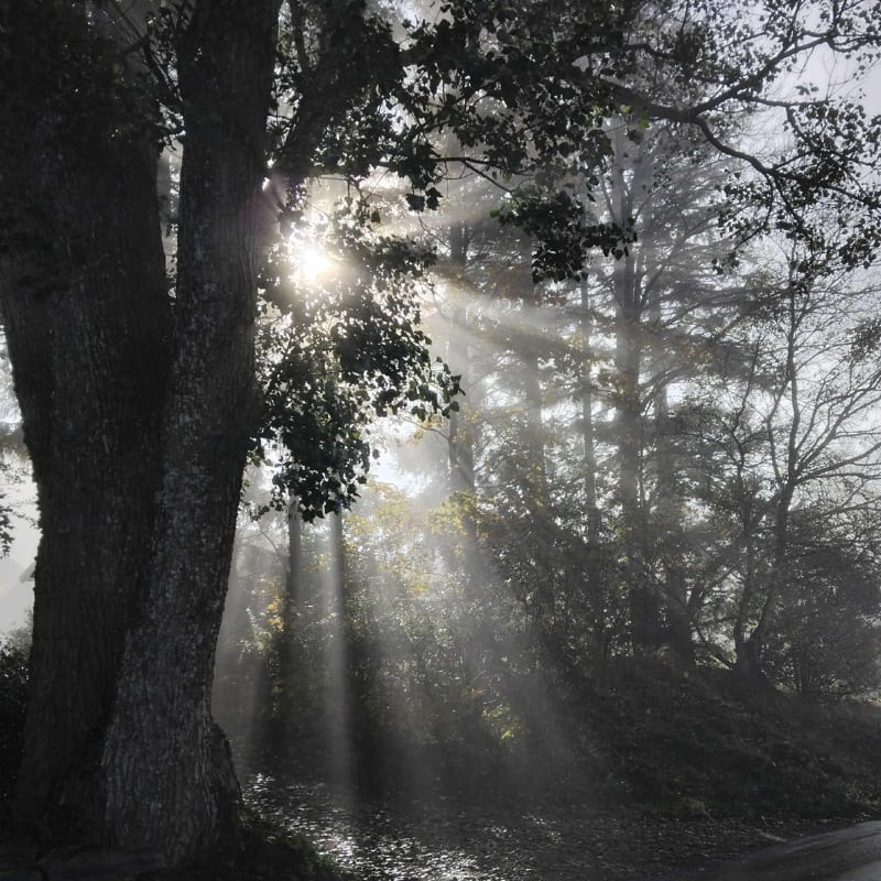 Energidag 22 november (bokningsavgift)