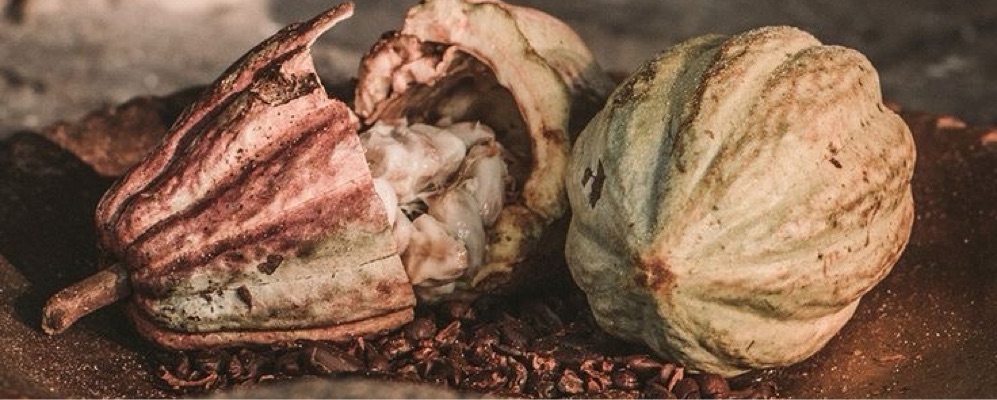 Cacao Ceremony