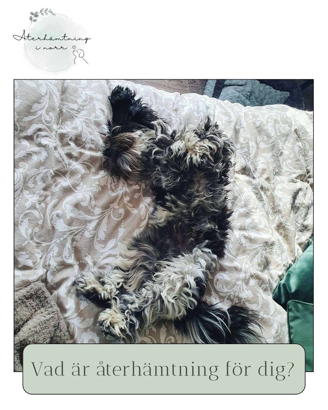 Återhämtningsterapi med terapihund 60 min