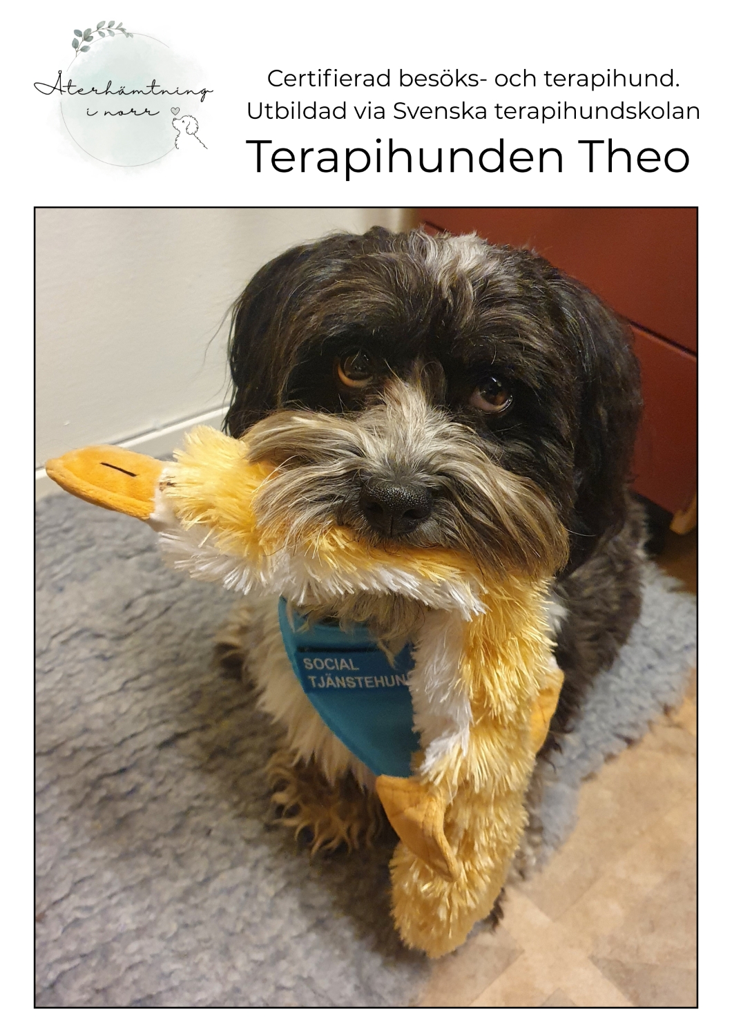 Återhämtningsterapi med terapihund 60 min