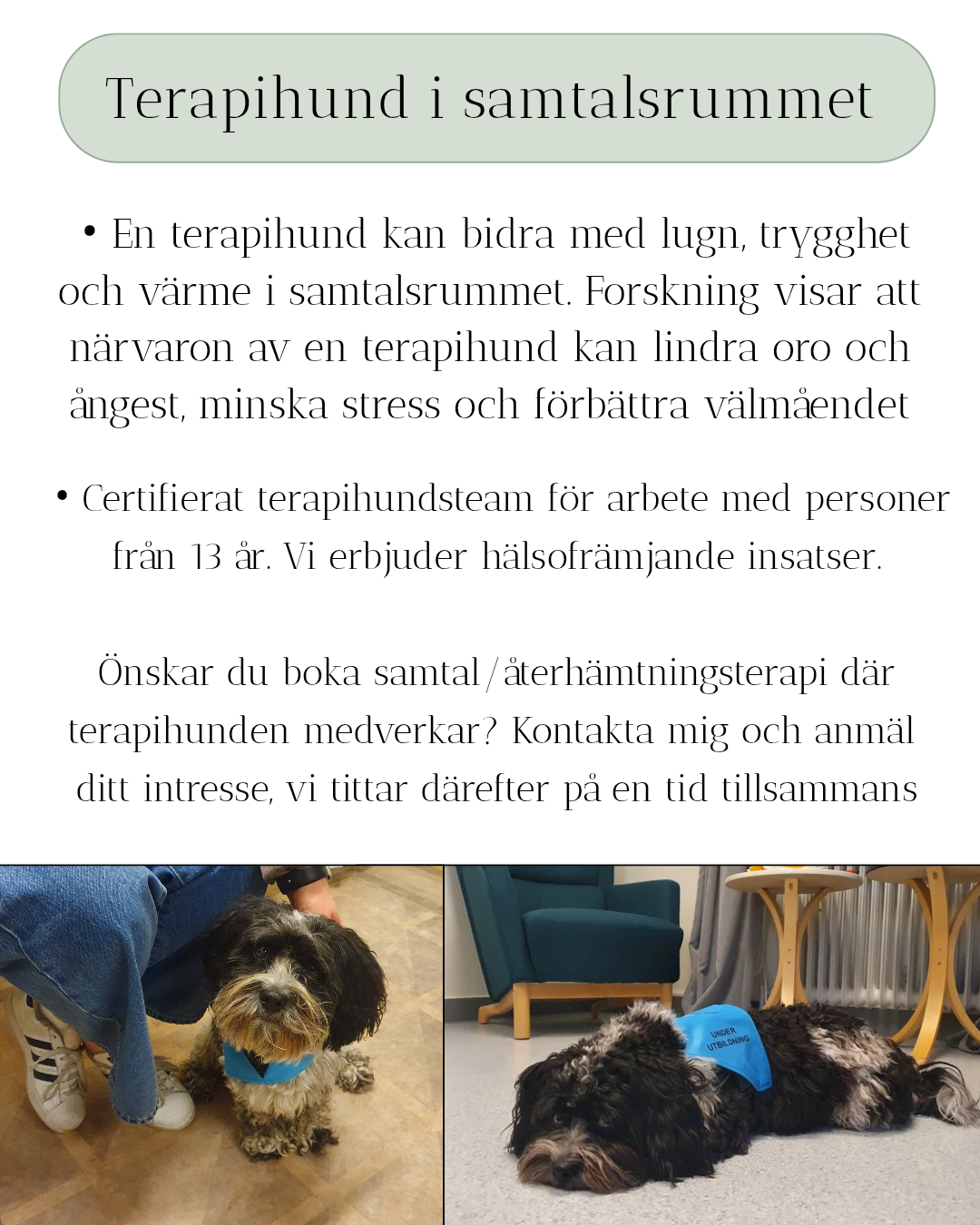 Återhämtningsterapi med terapihund 60 min