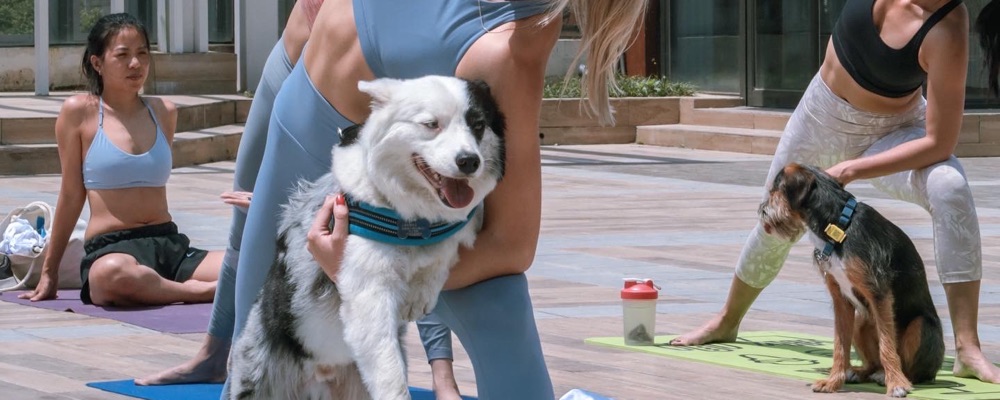LOMI DOGA - Yoga with your Dog 🐶