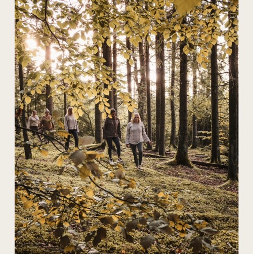 Grön Harmoni - skogsbad & skrivande