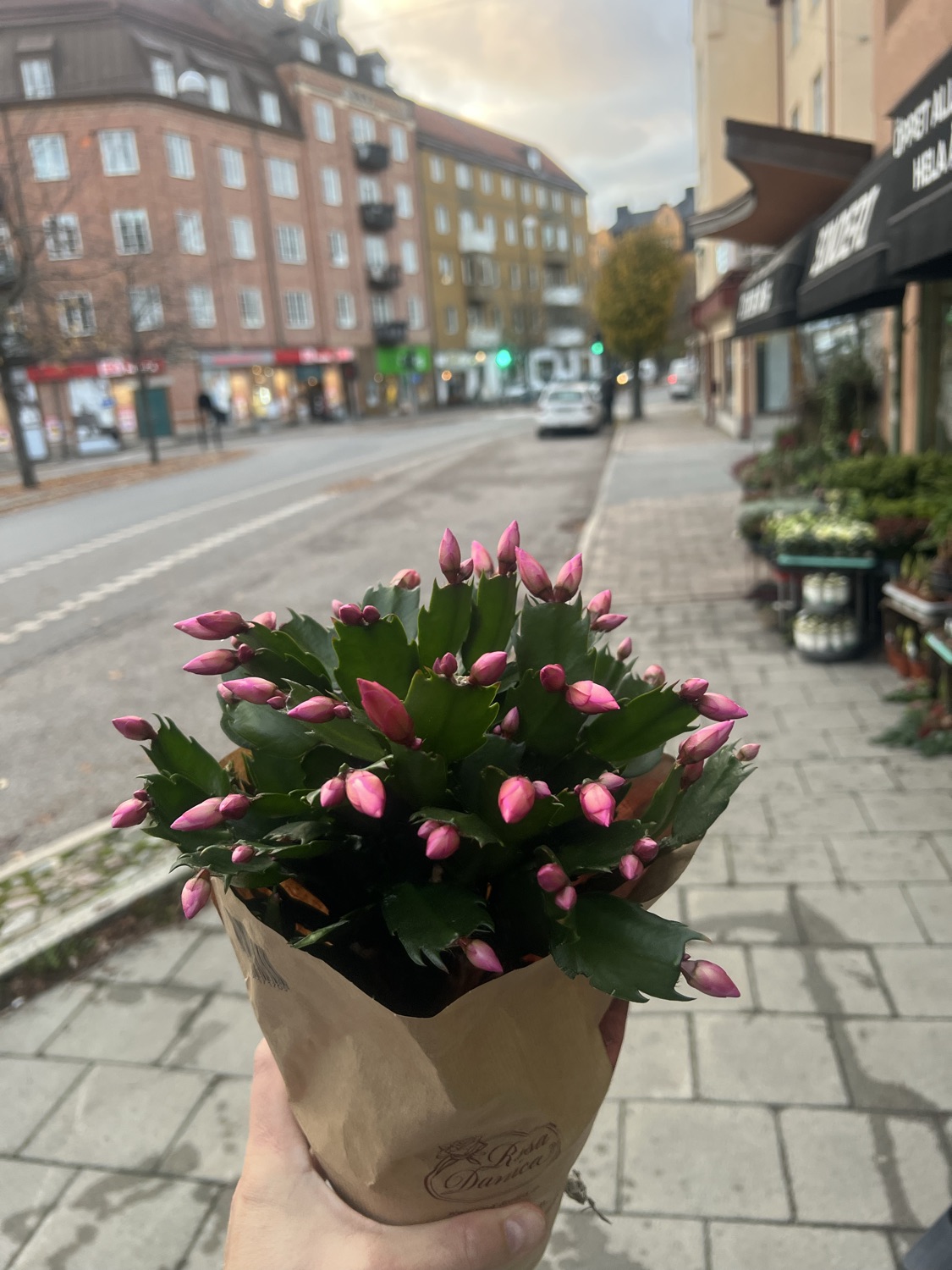 November kaktus extra stora