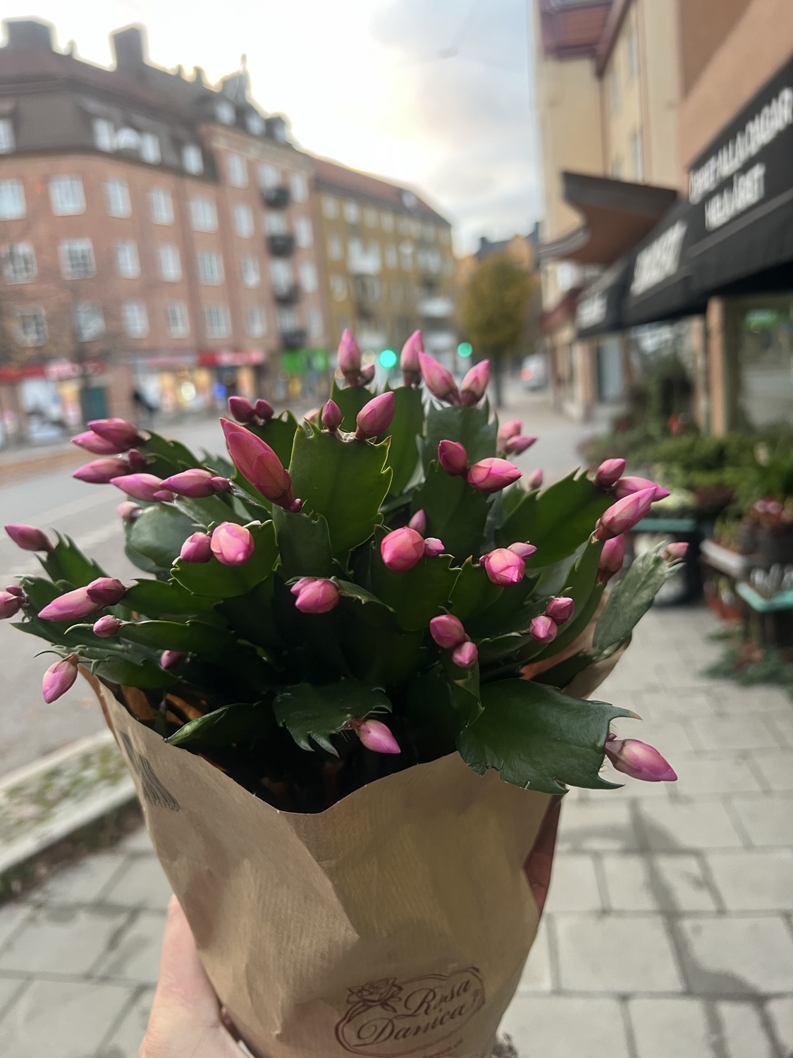 November kaktus extra stora