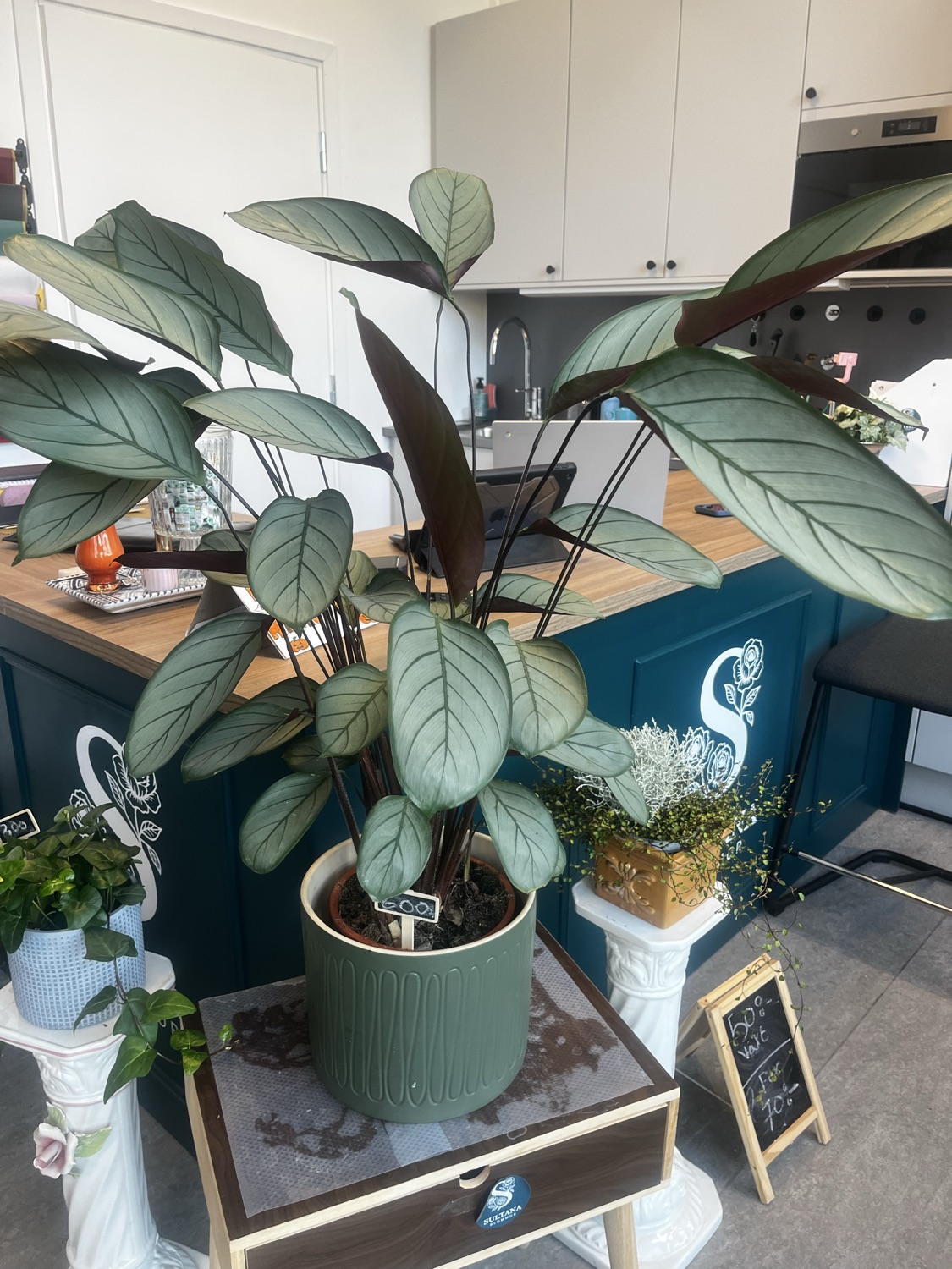 Stor växt plus kruka