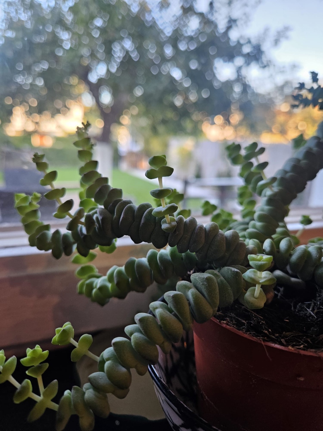Crassula