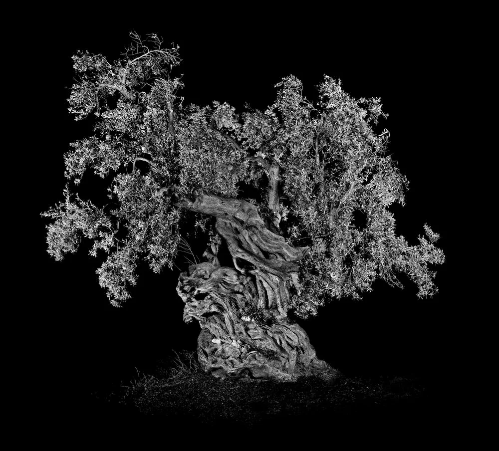 Antoine SCHNECK Présences