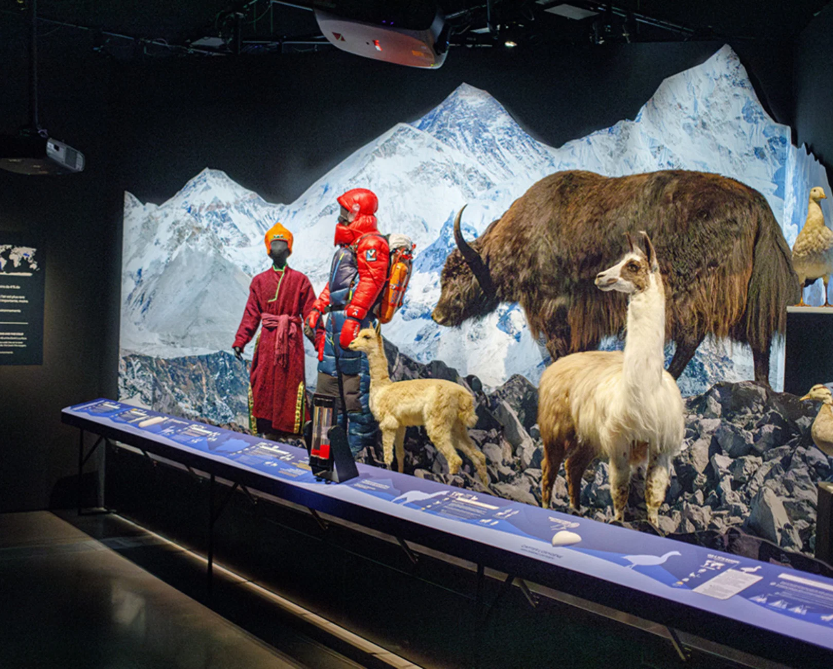 Incredibly Strong! — Extreme Animals Exhibition (Lyon) - Image 2