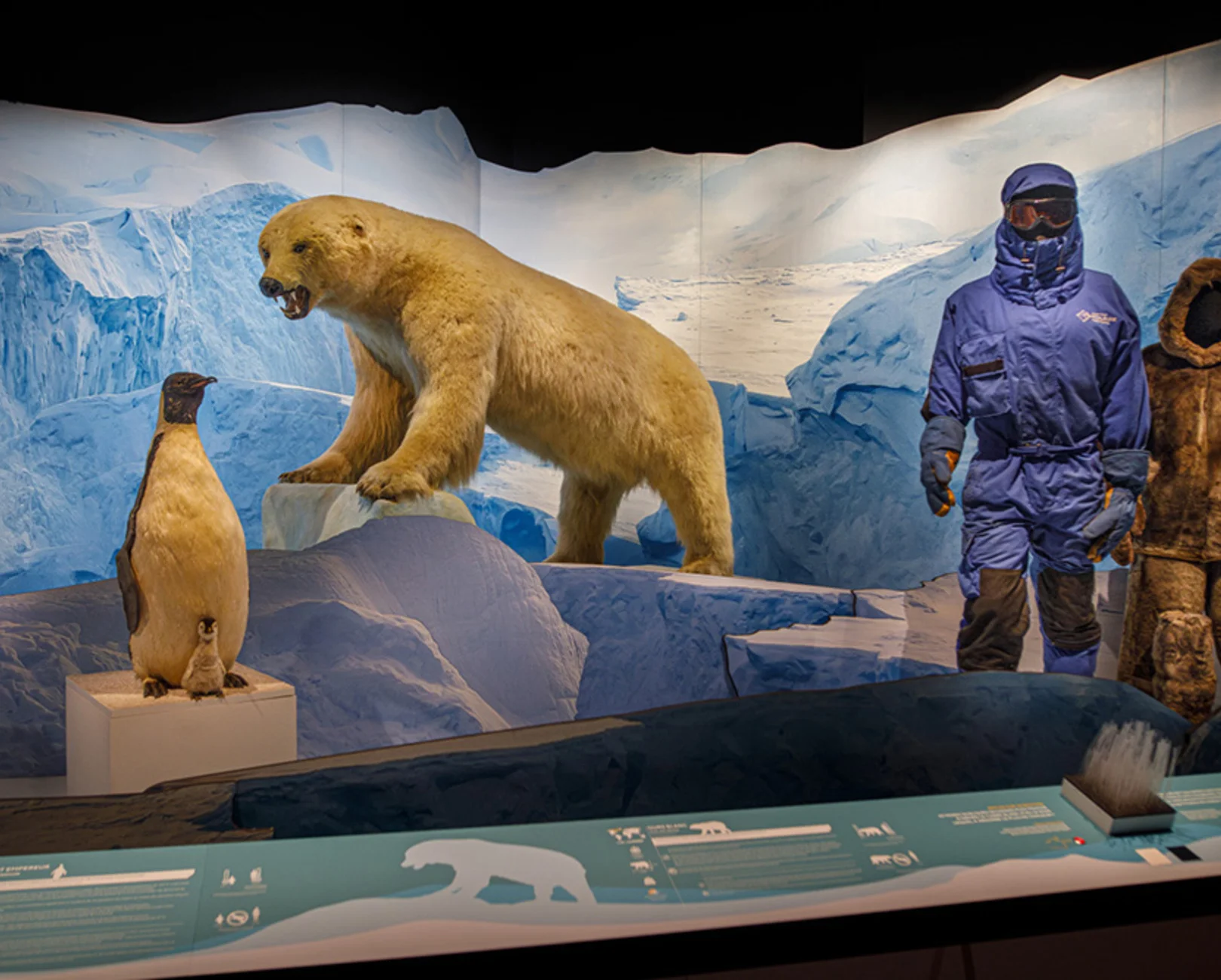 Incredibly Strong! — Extreme Animals Exhibition (Lyon) - Image 4