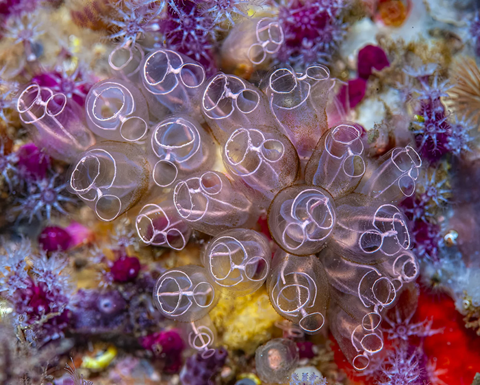 The Mystery of the Rings — Laurent Ballesta Exhibition (Lyon) - Image 2