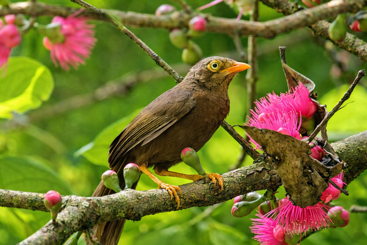 Wings of Ceylon – Ultimate Bird Watching Tour of Sri Lanka