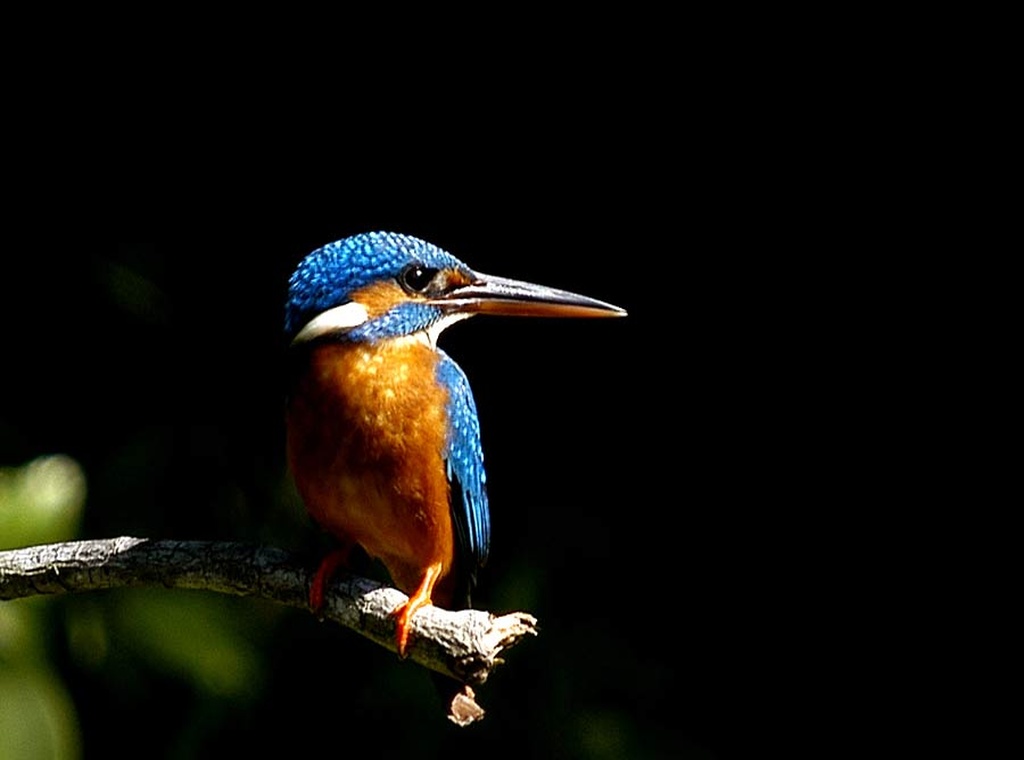 Wings of Ceylon – Ultimate Bird Watching Tour of Sri Lanka 2