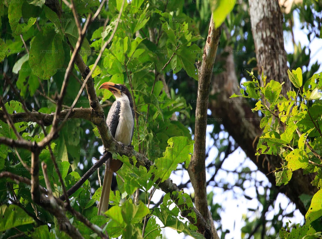 Wings of Ceylon – Ultimate Bird Watching Tour of Sri Lanka 3