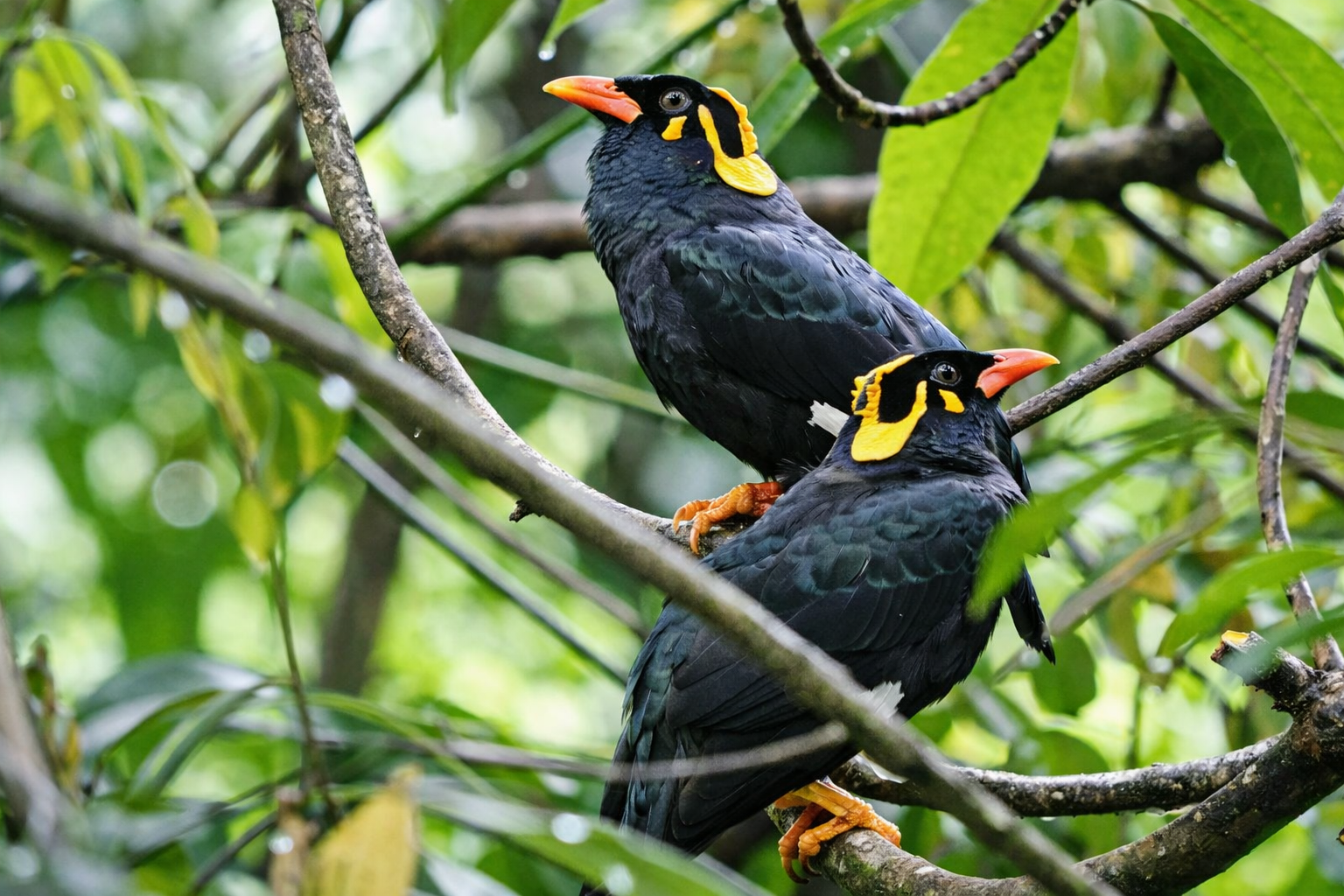 Wings of Ceylon – Ultimate Bird Watching Tour of Sri Lanka 4