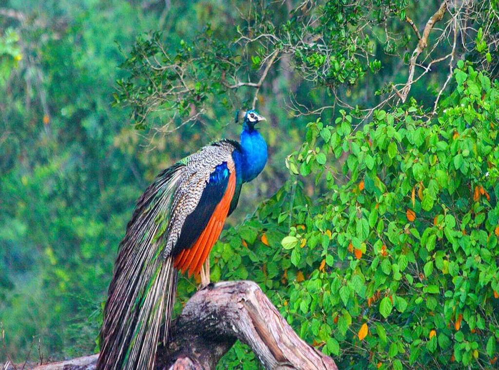 Wings of Ceylon – Ultimate Bird Watching Tour of Sri Lanka 5