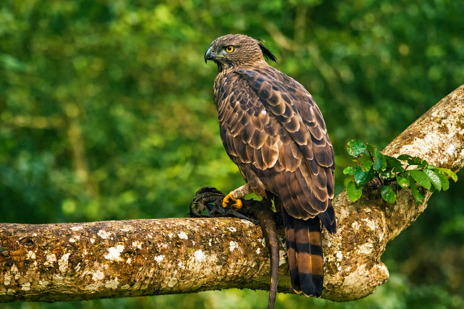 Wings of Ceylon – Ultimate Bird Watching Tour of Sri Lanka 6