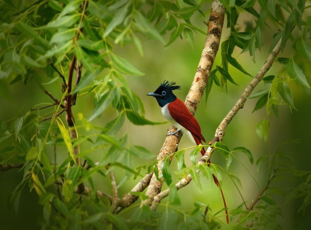 Wings of Ceylon – Ultimate Bird Watching Tour of Sri Lanka 7