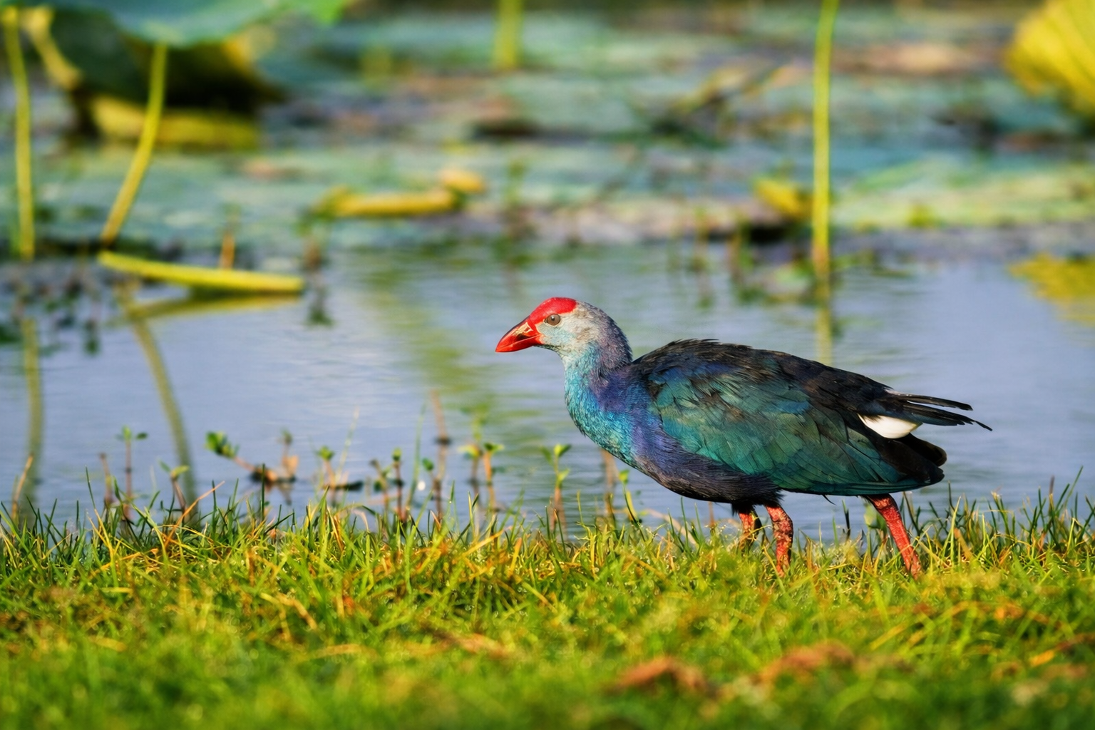 Wings of Ceylon – Ultimate Bird Watching Tour of Sri Lanka 8