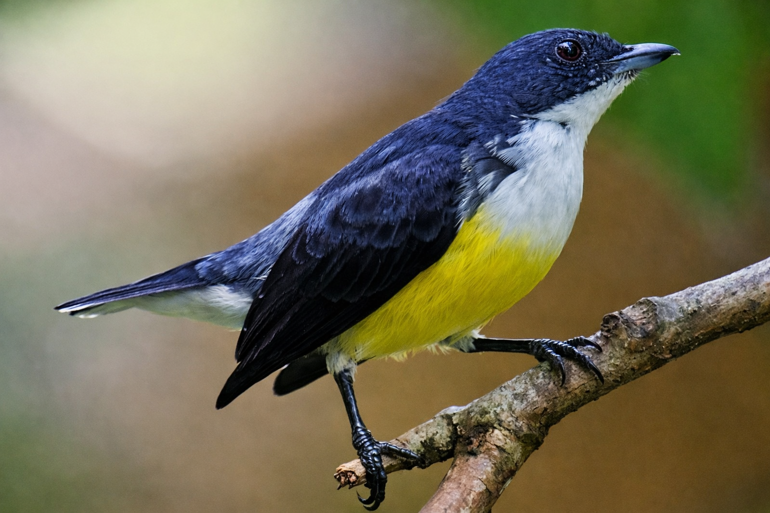 Wings of Ceylon – Ultimate Bird Watching Tour of Sri Lanka 9
