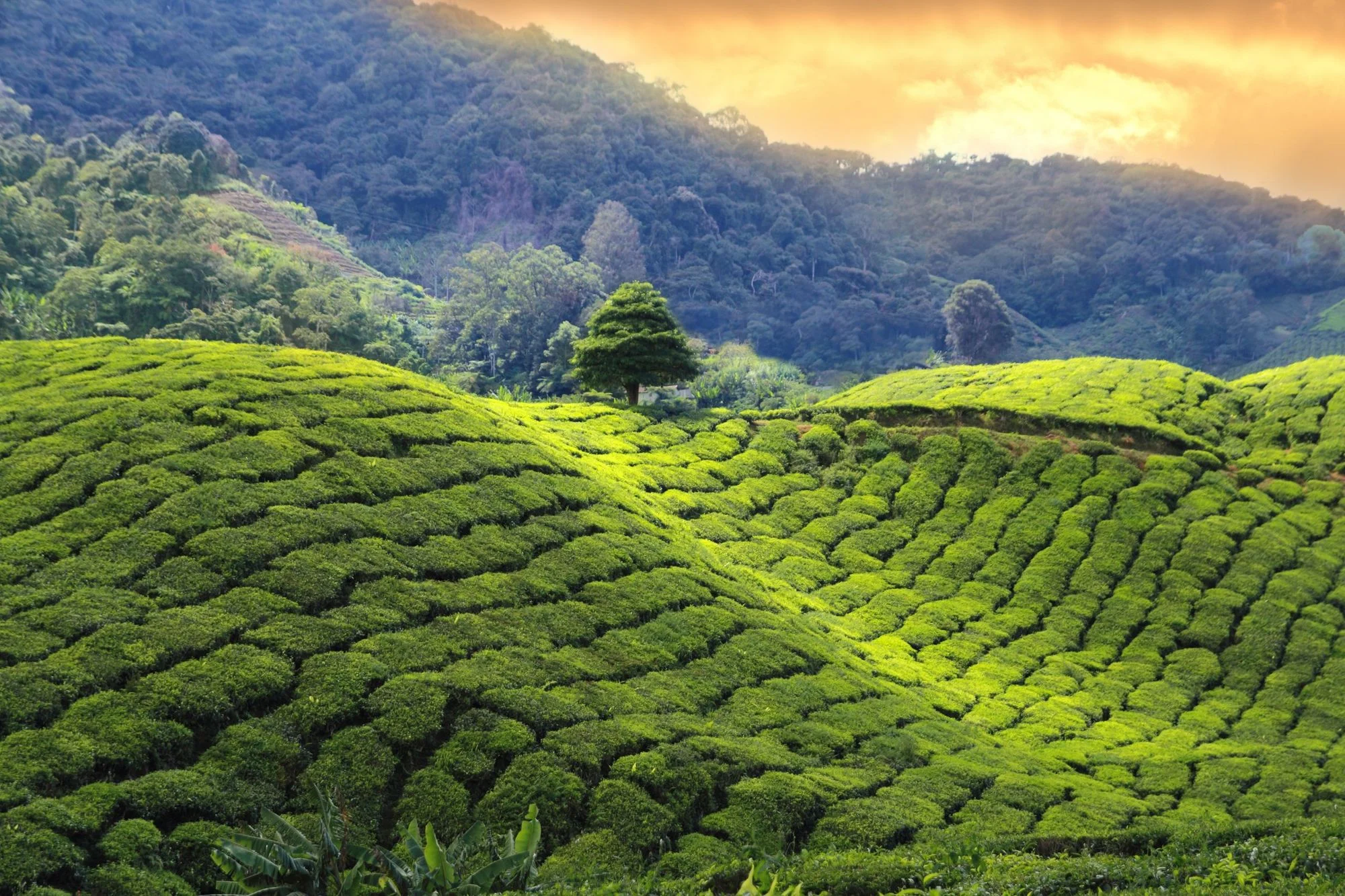 Luxury Sri Lanka Honeymoon Escape - 7 Days / 6 Nights