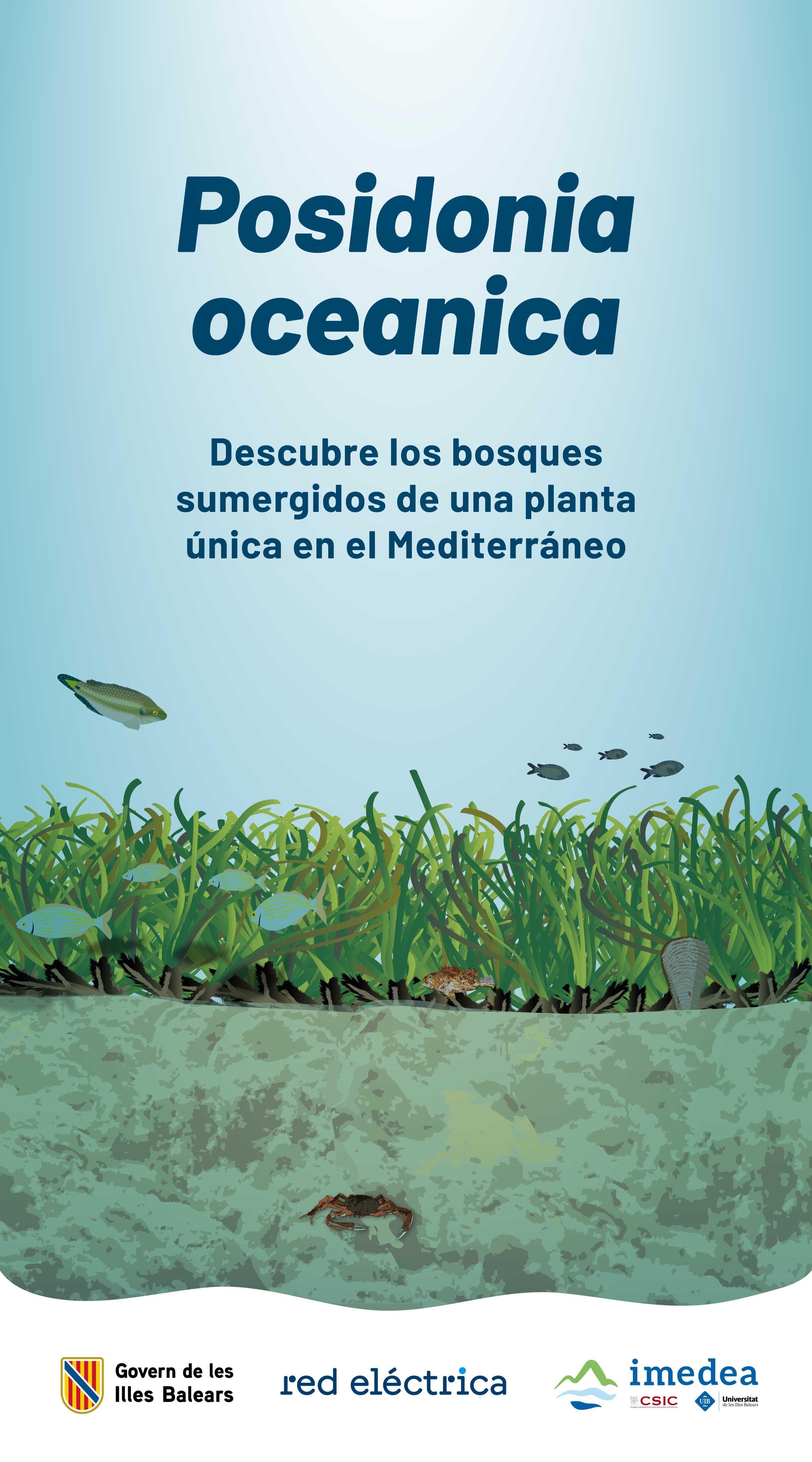 Posidonia oceanica