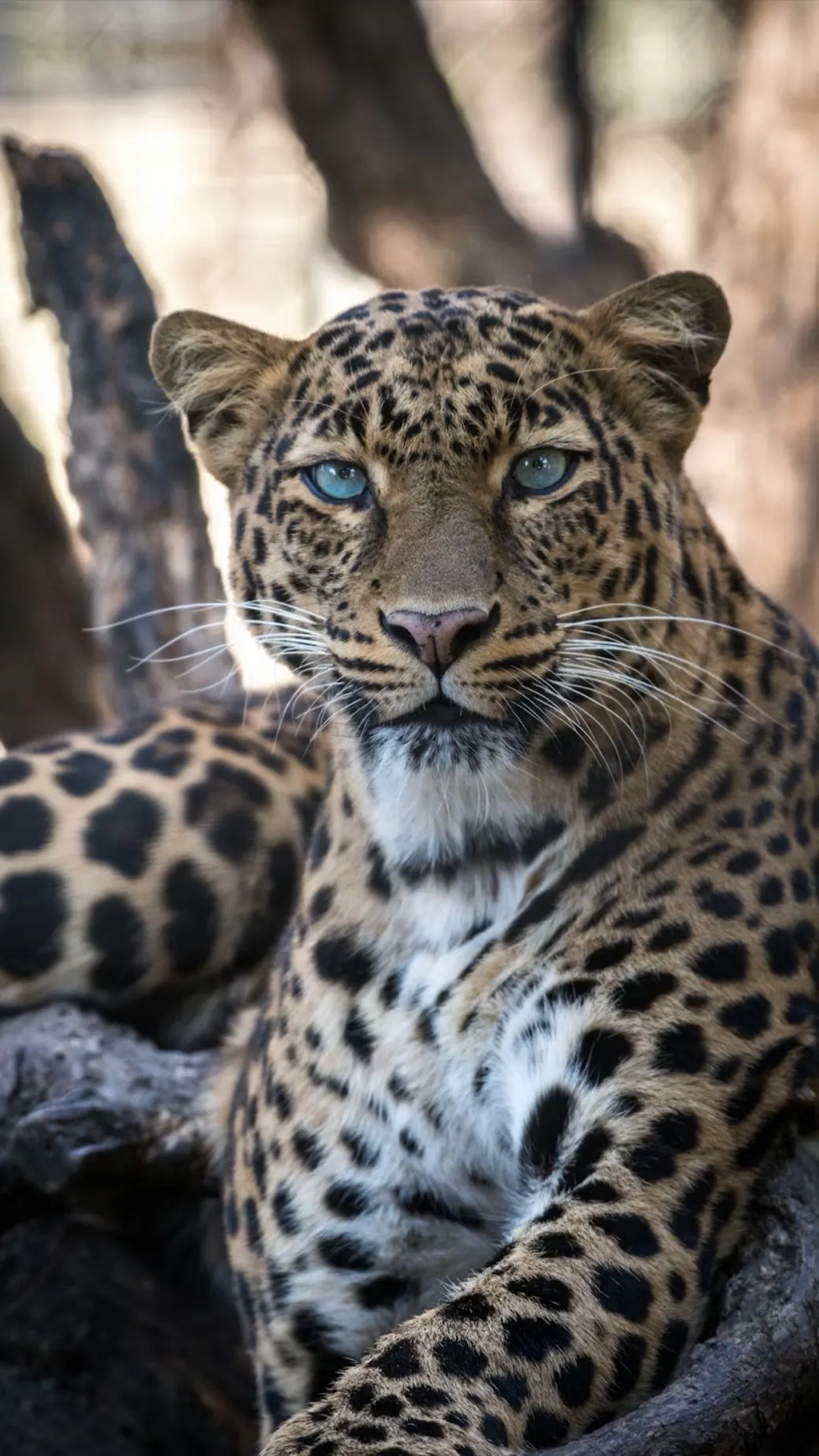 Vahşi Bir Lezzet: Leoparlı Kek