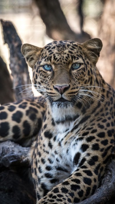 Vahşi Bir Lezzet: Leoparlı Kek