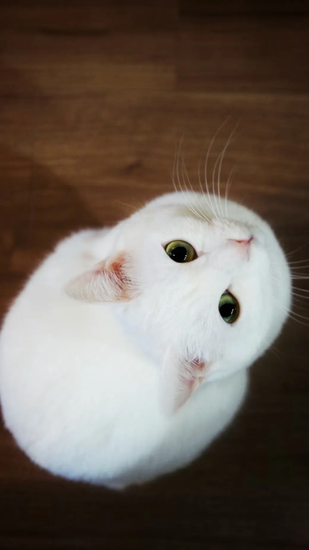 Hayatına Huzur Katacak 10 Kedi Felsefesi