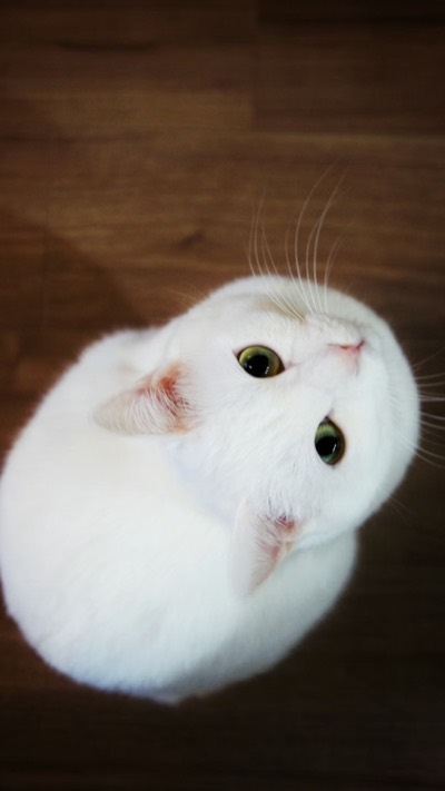 Hayatına Huzur Katacak 10 Kedi Felsefesi