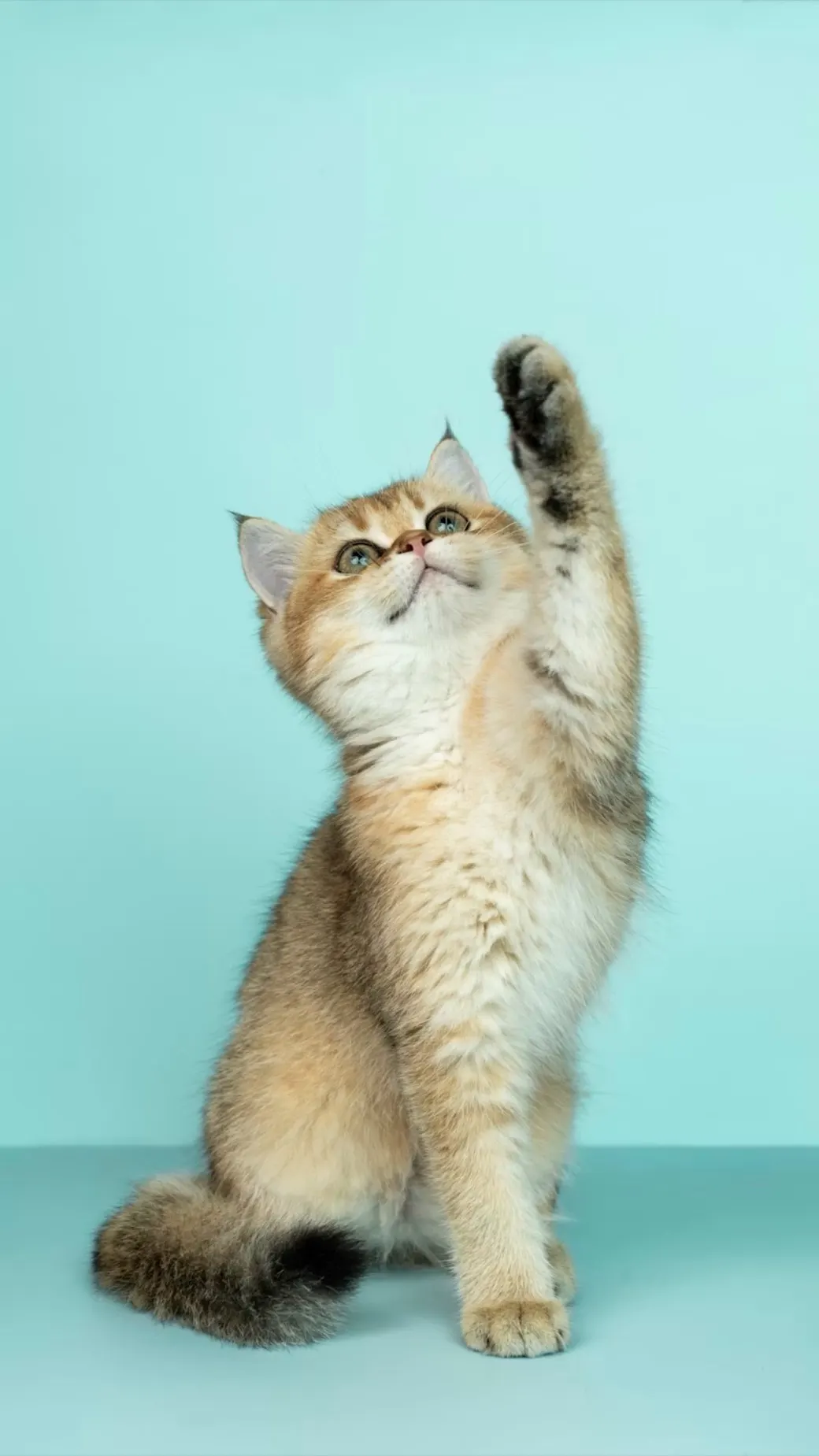 Yavru Kedi Gibi Olan 5 Doğum Ayı