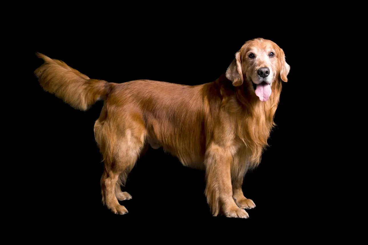 Chó Golden Retriever — Giống chó thân thiện thông minh