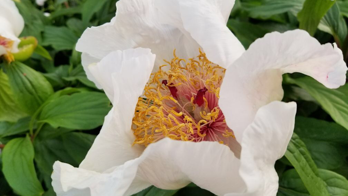 Toronto Botanical Garden