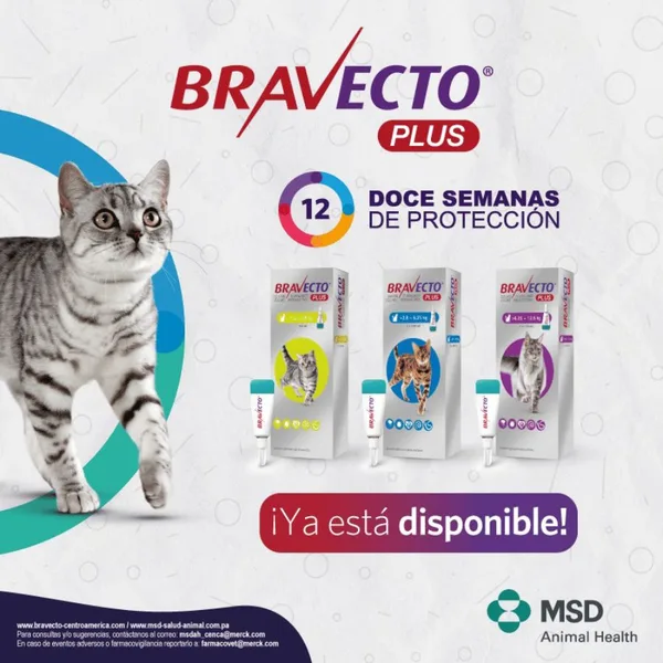 Bravecto plus gato 1.2kg a 2.8kg