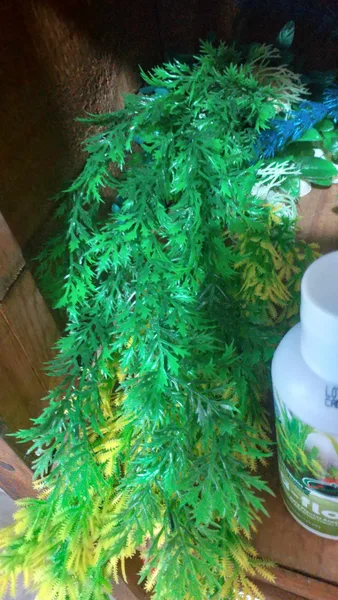 PLANTA GRANDE 12"    $45