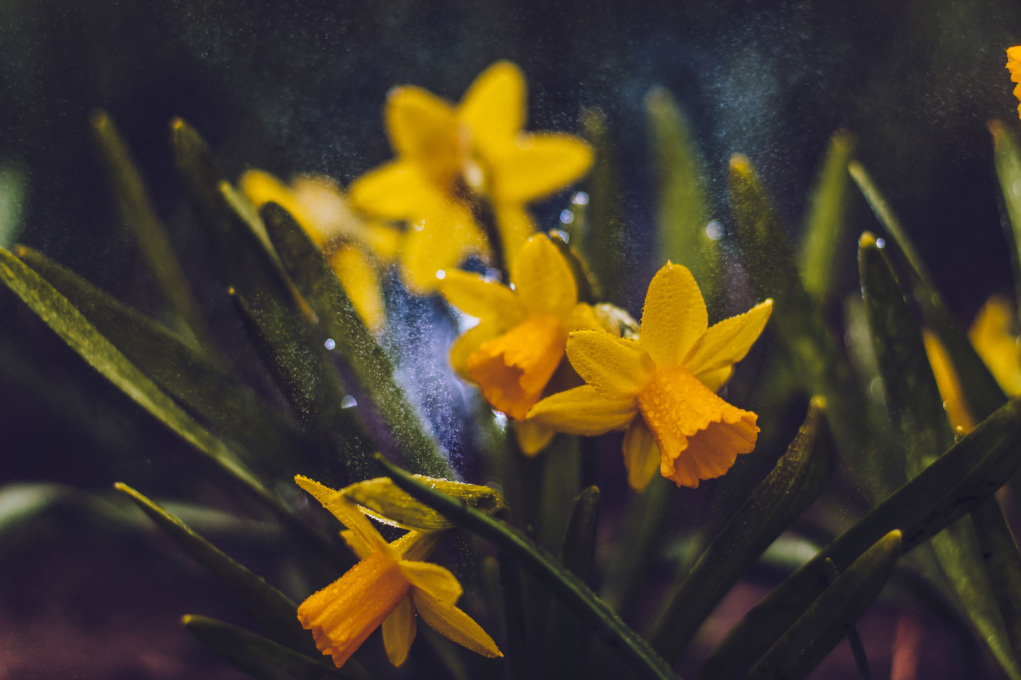 Tiny daffodils