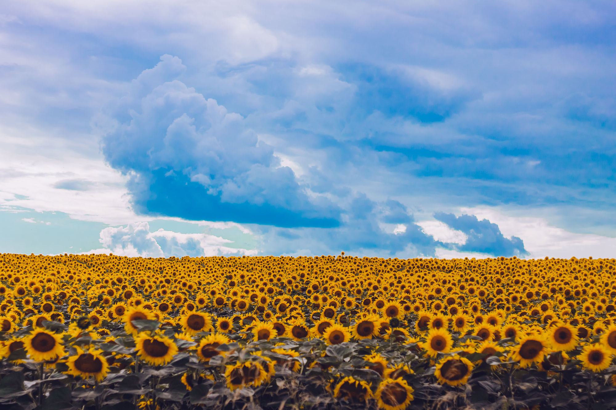 Sunflowers storm