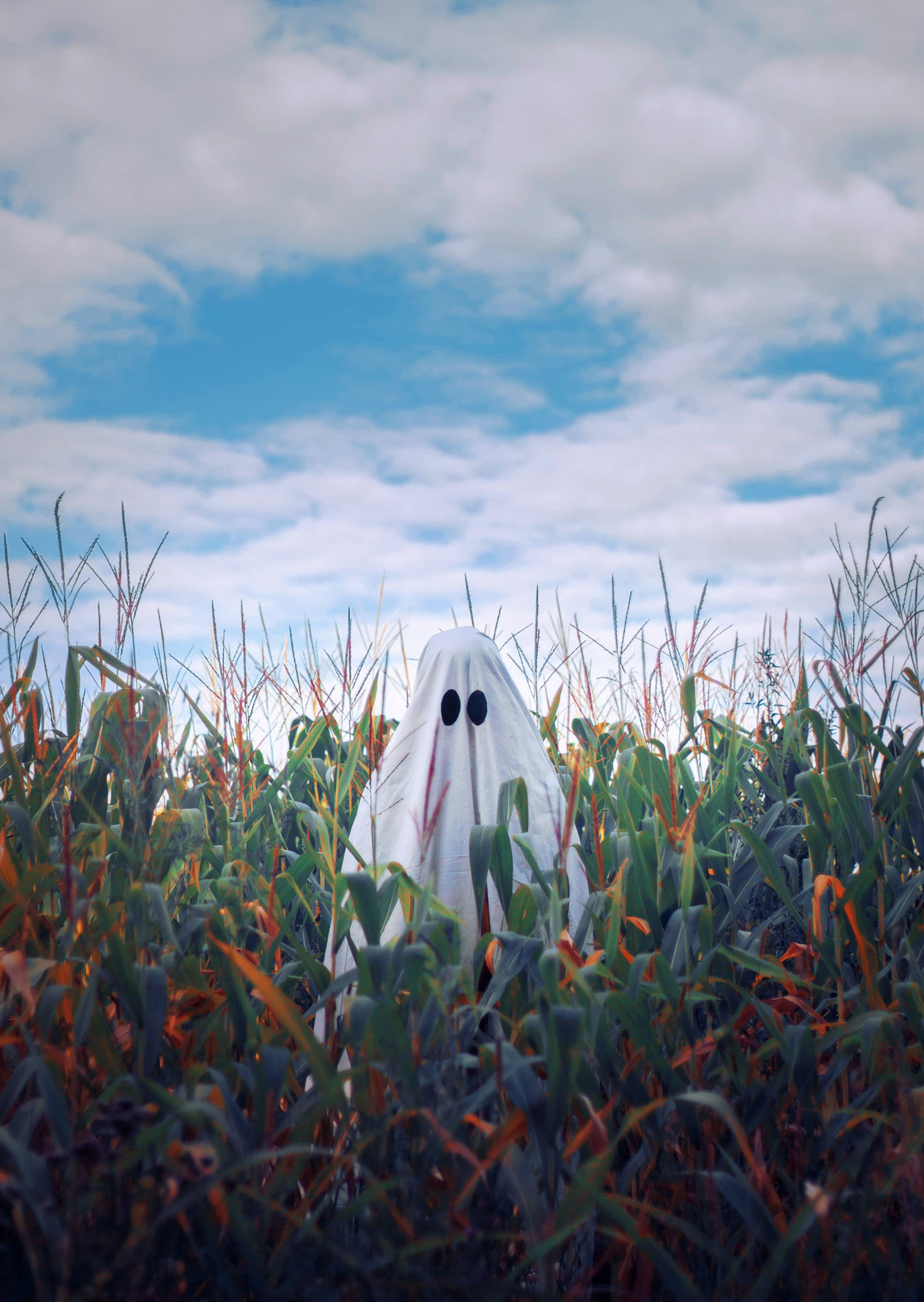Corn ghost