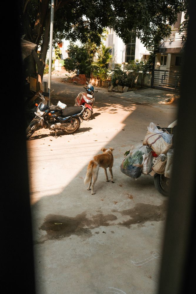 Indian Dog