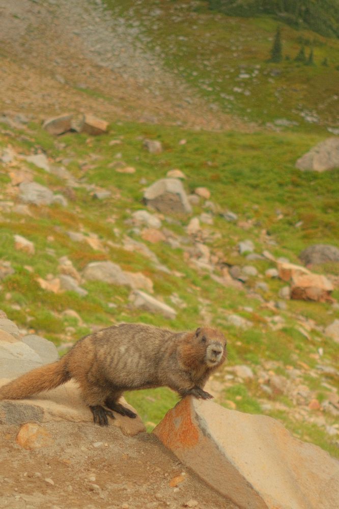 Marmot